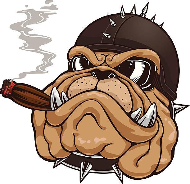 Bulldog Head Mascot Stock Illustration - Download Image Now - Cigar, Biker, Bulldog - iStock Bulldog Head Mascot Stock Illustration - Download Image Now - Cigar, Biker, Bulldog - iStock