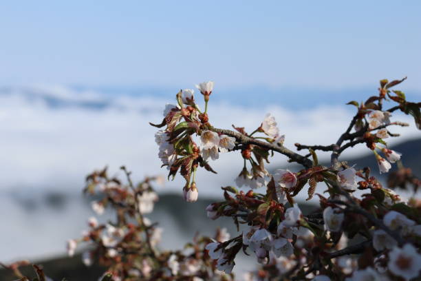 Mt. Then spring Hidaka, Hokkaido hidaka mountains stock pictures, royalty-free photos & images