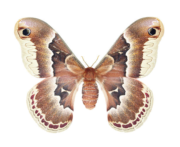 женский promethea silkmoth изолированные на белом фоне - saturn moth стоковые фото и изображения