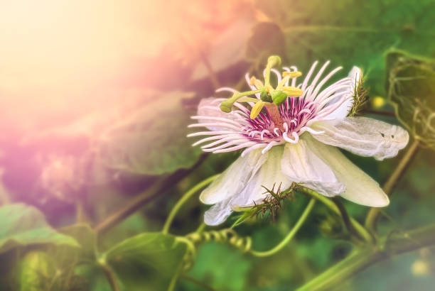 Passion fruit flower
