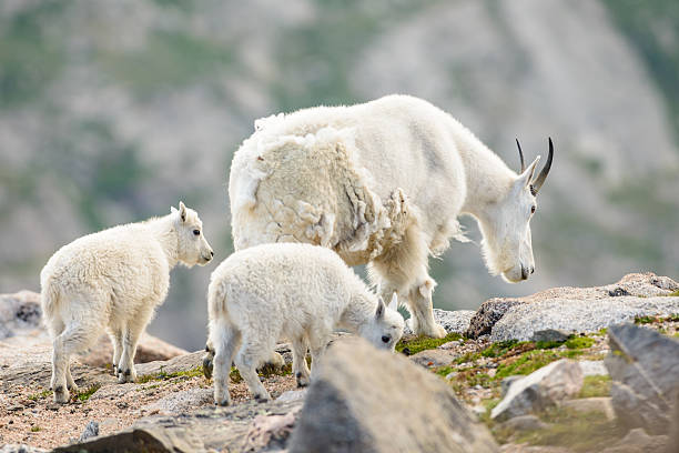 istock Mother mountain goats and two young ones, 155661199