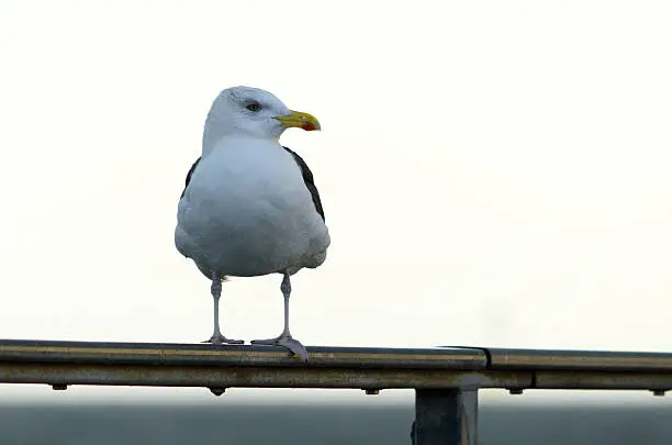 A great black-backed gull sitting on a railing at the island Helgoland in Germany.