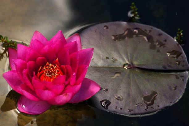 istock Nymphaea James Brydon lilly after the rain. 1556626896
