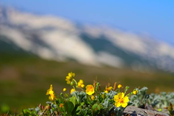 istock Mt. Tomuraushi summer 1556626913