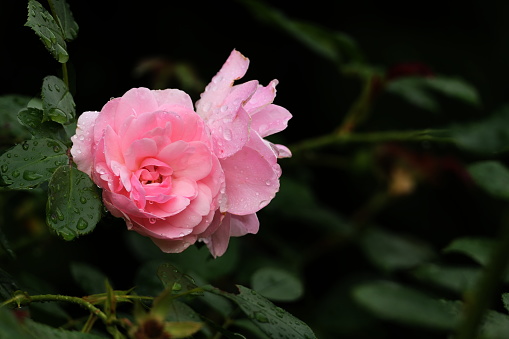 macro photograph of light pink rose after a scarce rain in Southern California
