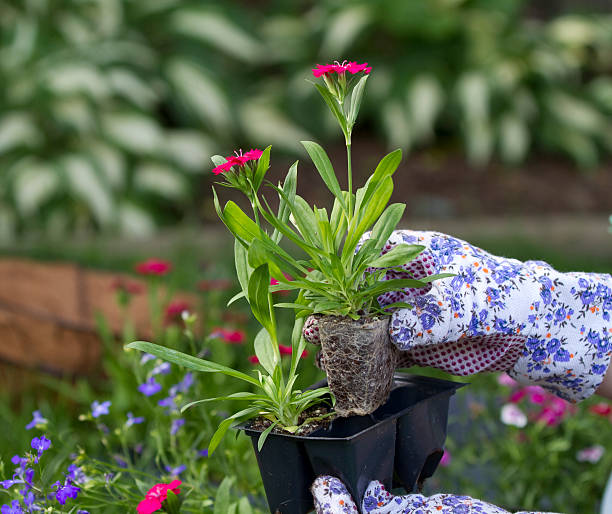 istock Grabbing Flower to Plant 155662833