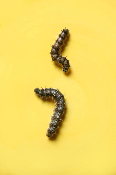 istock Close-up of two beautiful caterpillars on a yellow background. 1556638975