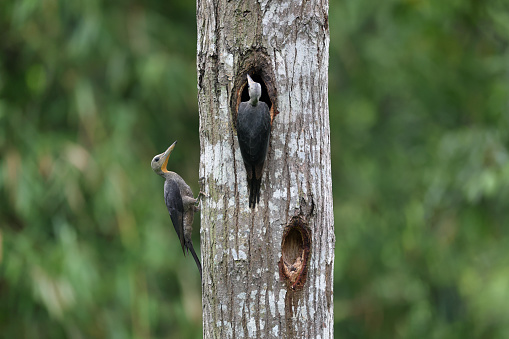 Closed up the largest woodpecker bird, a couple of adult Great slaty woodpecker, uprisen angle view, side shot, in the morning looking for and exploring the bird's nest on tropical tree trunk in nature of tropical rainforest, national park in central Thailand.