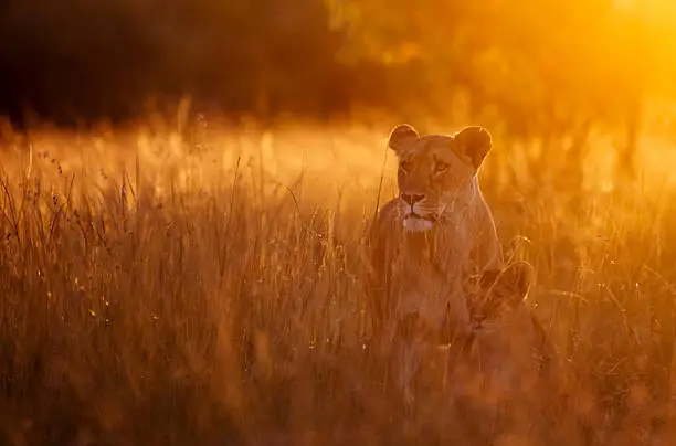 Photo of Lioness and cub in morning light