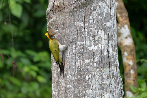 Beautiful woodpecker bird, adult female Greater yellownape, uprisen angle view, side shot, siting on tropical tree trunk near the bird's nest in nature of tropical dry forest, national park in central Thailand.