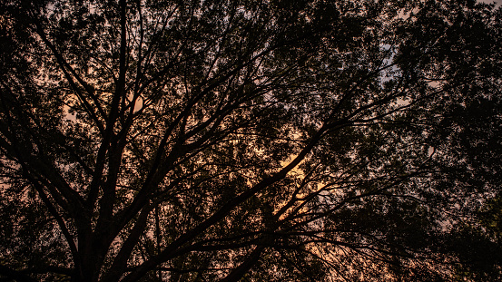 A shot of trees in Memphis during sunset