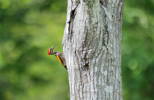 A beautiful Black-rumped flameback woodpecker (Dinopium benghalense) is searching food on the tree Stem in a green blurred forest background. West Bengal, India