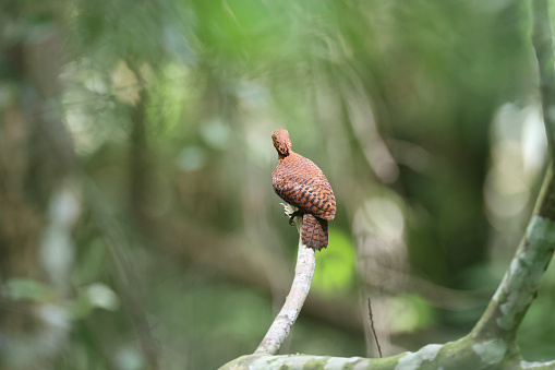 Closed up beautiful woodpecker bird, adult male Rufous woodpecker, uprisen angle view, rear shot, in the morning under the clear sky perching on the curve branch of tropical tree in nature of tropical rainforest, national park in Thailand.