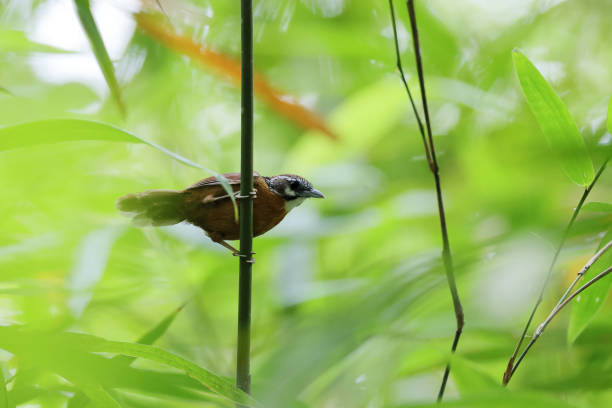 istock Babbler bird : adult Spot-necked babbler (Stachyris strialata). 1556665084
