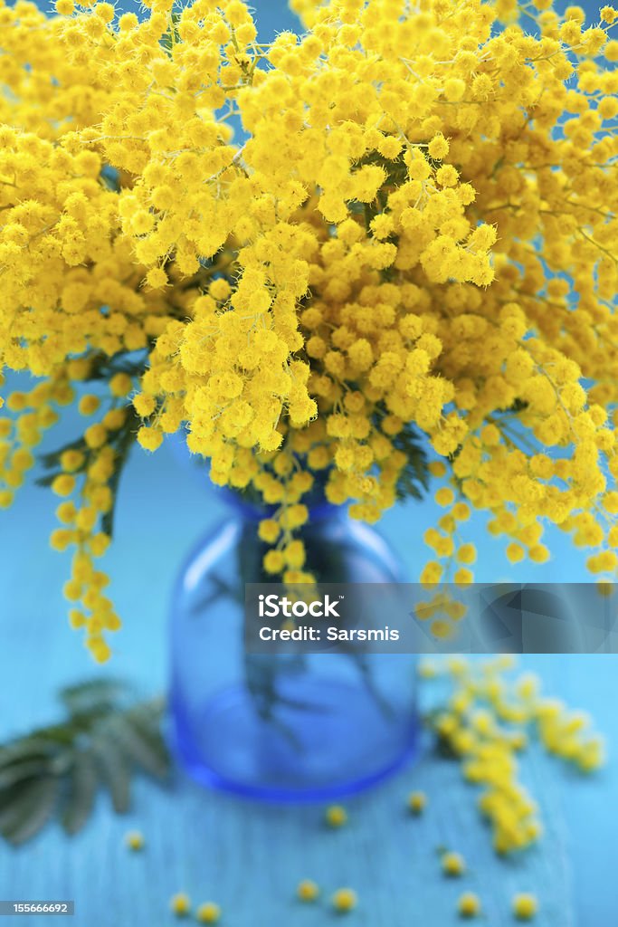 mimosa yellow mimosa for holiday on the blue background Acacia Tree Stock Photo
