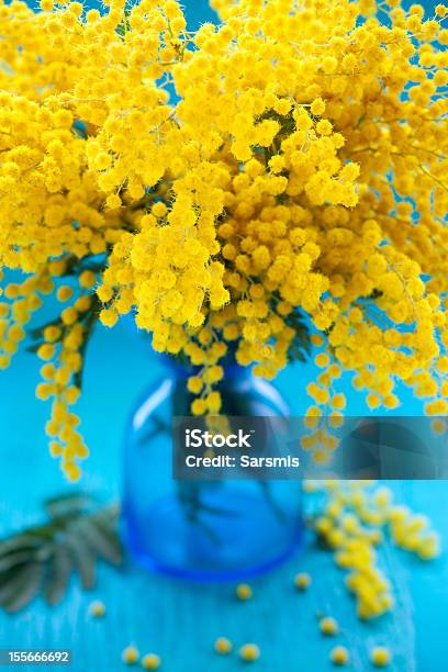 Mimosa Stock Photo - Download Image Now - Acacia Tree, Arrangement, Beauty