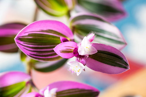 Close photograph of the leaves and flowers of a Tradescantia Nanouk House plant with pink and green leaves
