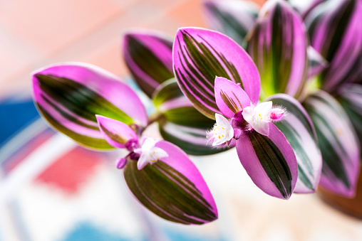 Close photograph of the leaves and flowers of a Tradescantia Nanouk House plant with pink and green leaves