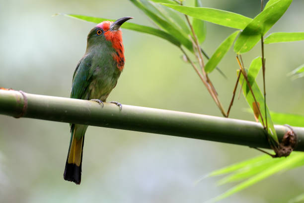 istock Bee- eater bird : adult female Red-bearded bee-eater (Nyctyornis amictus). 1556672947