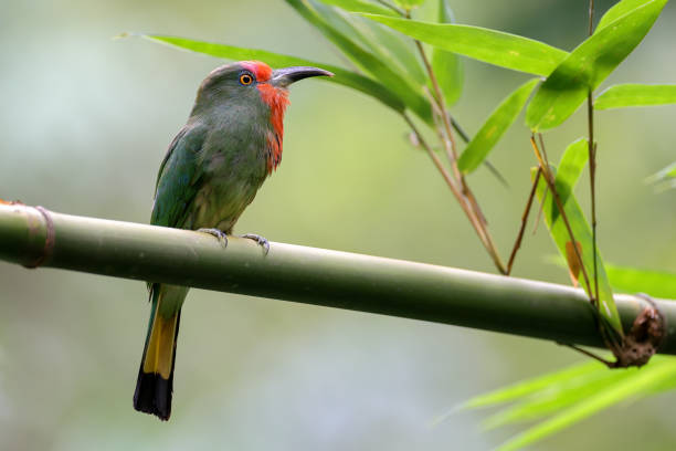 istock Bee- eater bird : adult female Red-bearded bee-eater (Nyctyornis amictus). 1556672948