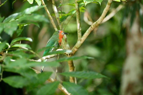 istock Bee- eater bird : adult female Red-bearded bee-eater (Nyctyornis amictus). 1556672951