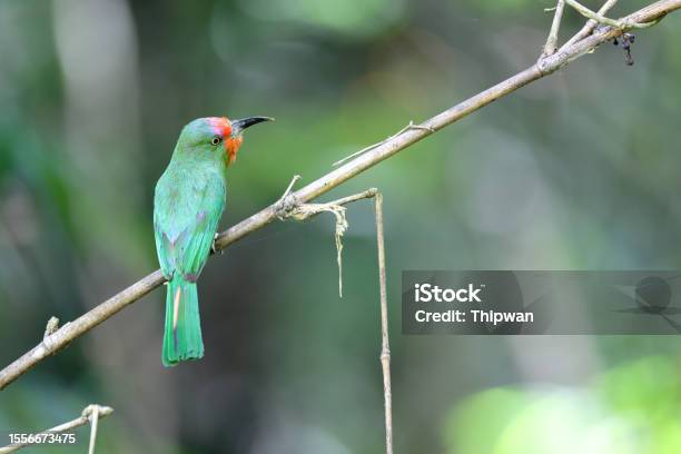 Bee Eater Bird Adult Female Redbearded Beeeater Stock Photo - Download Image Now