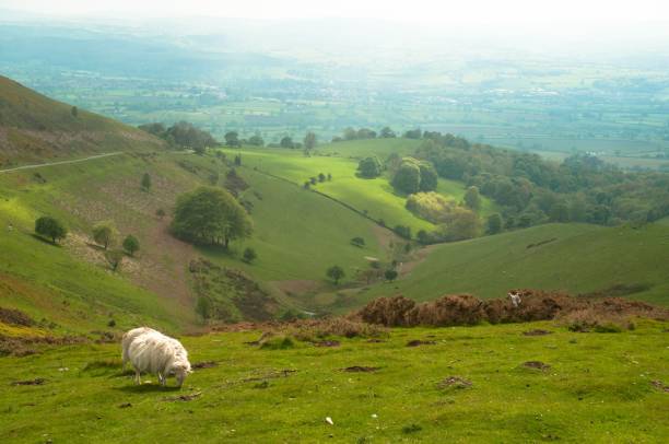istock Picturesque grassy hill landscape with a single white sheep 1556680680