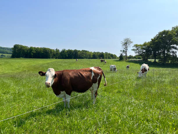 istock A cute cow grazing in a green meadow eats grass 1556683276