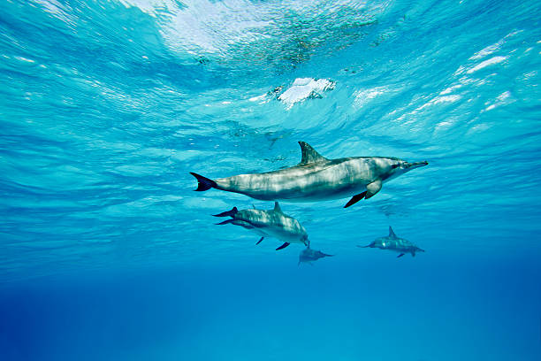 Dolphins swimming through the clear blue water 