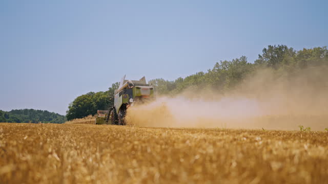 Nature's Symphony: Slow Motion Harvest of Ripe Golden Wheat on a Hot Summer Day