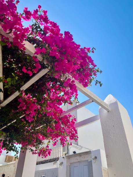 istock Hues of Santorini 1556690495