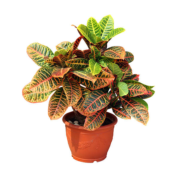 Croton isolated on white background