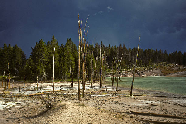 Dead Trees at Sour Lake on a Dark Cloudy Day Sour Lake may look pleasant but its water is highly acidic. Most of the acid in the lake comes from microorganisms that consume sulfur and create sulfuric acid as they consume sulfur. These microorganisms also give the lake its color. Sour Lake is in Hayden Valley in Yellowstone National Park, Wyoming, USA. jeff goulden yellowstone national park stock pictures, royalty-free photos & images
