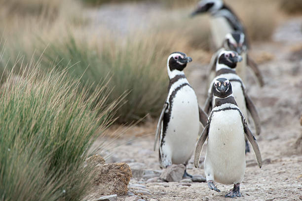 magellan-pinguinen in patagonien. - penguin colony nobody horizontal stock-fotos und bilder