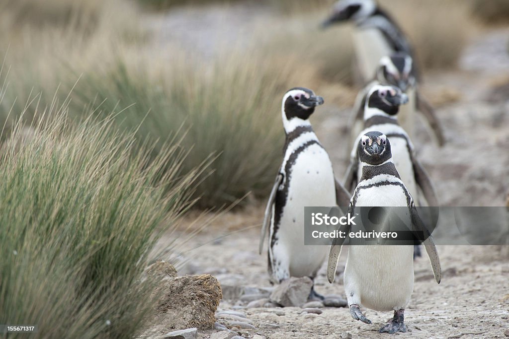 Magellanic Penguins in Patagonia. Magellanic Penguin (Spheniscus magellanicus) in Patagonia. Punta Tombo Stock Photo