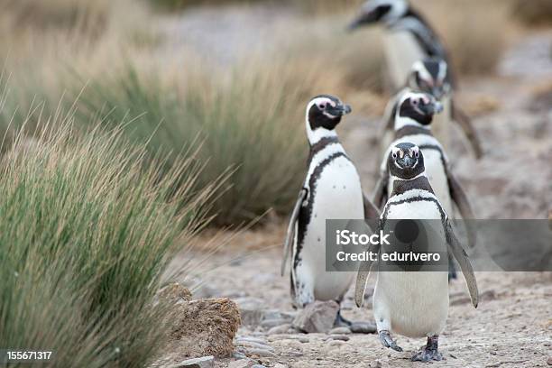 Magellanic Penguins In Patagonia Stock Photo - Download Image Now - Punta Tombo, Magellan Penguin, Patagonia - Argentina