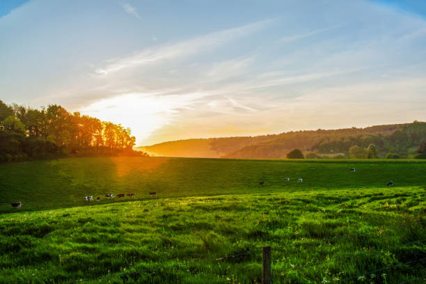 istock Idyllic view  in Normandy on cows and  green meadow in sunrise rays 1556713706