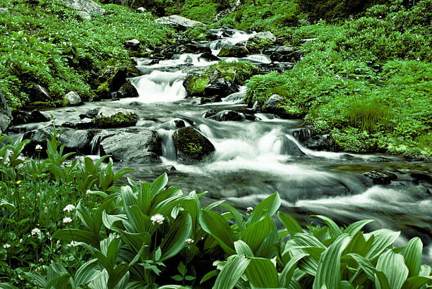 avvolgimento creek che affluisce attraverso la lussureggiante - riparian forest foto e immagini stock
