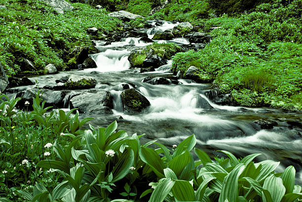 извилистая ручей течет через пышную растительность - riparian forest стоковые фото и изображения