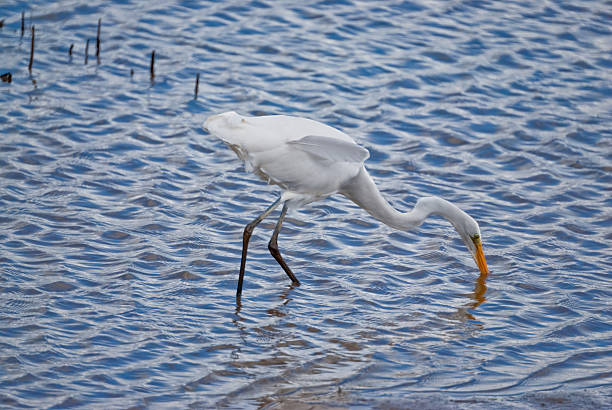 istock Great Egret Hunting in the Shallows 155671455