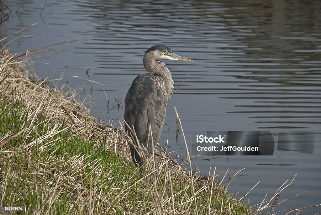 Blue Heron Standing on the Bank The Great Blue Heron (Ardea herodias) is a large wading bird common near open water and wetlands in North America, Central America, the Caribbean and the Galápagos Islands. It is the largest of the heron family native to North America. Blue herons are distinguished by slate-blue colored flight feathers, long legs and a long neck which is curved in flight. The face and head are white with black stripes. The long-pointed bill is a dull yellow. The great blue heron is found throughout most of North America from Alaska through Florida, Mexico, the Caribbean and South America. East of the Rocky Mountains herons are migratory and winter in the coastal areas of the Southern United States, Central America, or northern South America. Great blue herons thrive in almost any wetland habitat and rarely venture far from the water. The blue heron spends most of its waking hours hunting for food. The primary food in their diet is small fish. It is also known to feed opportunistically on other small prey such as shrimp, crabs, aquatic insects, rodents, small mammals, amphibians, reptiles, and birds. Herons hunt for their food and locate it by sight. Their long legs allow them to feed in deeper waters than other waders are able to. The common hunting technique is to wade slowly through the water and spear their prey with their long, sharp bill. They usually swallow their catch whole. The great blue heron breeds in colonies called rookeries, located close to lakes and wetlands. They build their large nests high up in the trees. This heron was photographed while hunting in a salt marsh next to the dike in Richmond, British Columbia, Canada. Animal Stock Photo