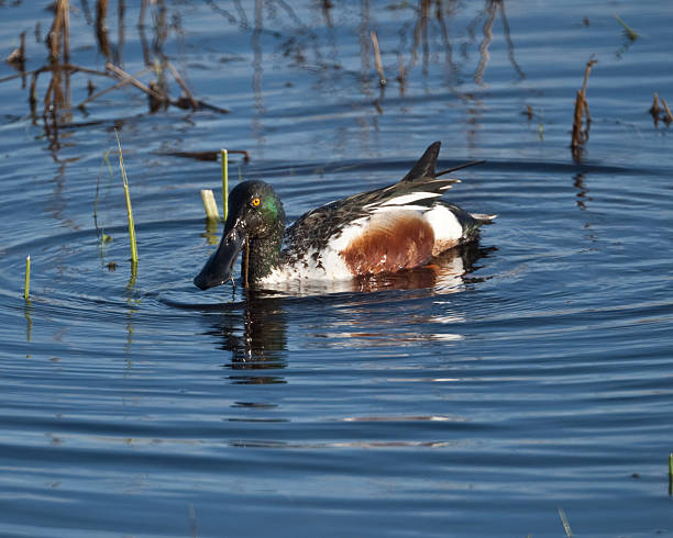 Northern Shoveler Swimming in a Wetland The Northern Shoveler (Spatula clypeata) is a dabbling duck that uses its large spatulate bill to feed from the water. Flocks of shovelers often swim in circles with their big bills barely submerged straining food rather than shoveling it as their name implies. This male Northern Shoveler was photographed at Nisqually National Wildlife Refuge near Olympia, Washington State, USA. jeff goulden national wildlife refuge stock pictures, royalty-free photos & images