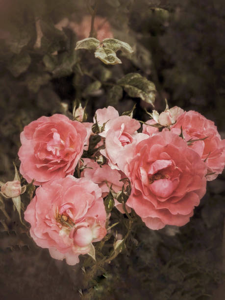 Artistic photo of pink roses on a rose bush.