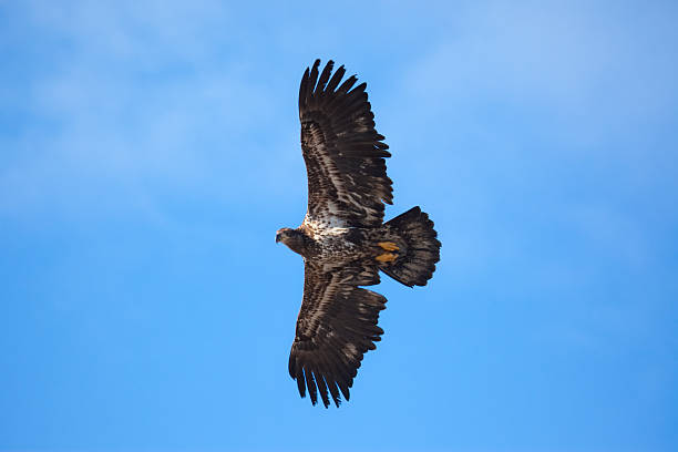 Bald Eagle Flying stock photo