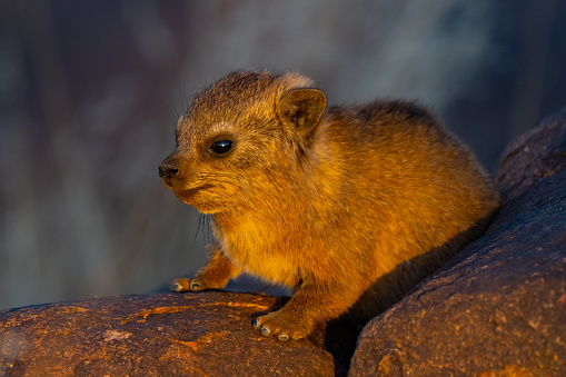 Juvenile Rock Hyrax Rests in Rocky Outcropping in Namibia Africa