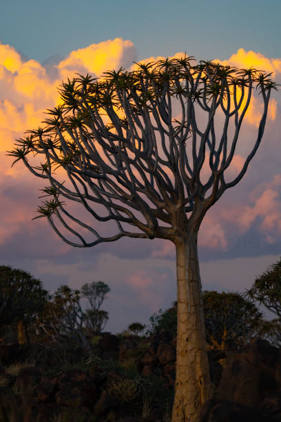 Ghostly Female Figure Communes with Quiver Tree at Sunset in Namibia Africa
