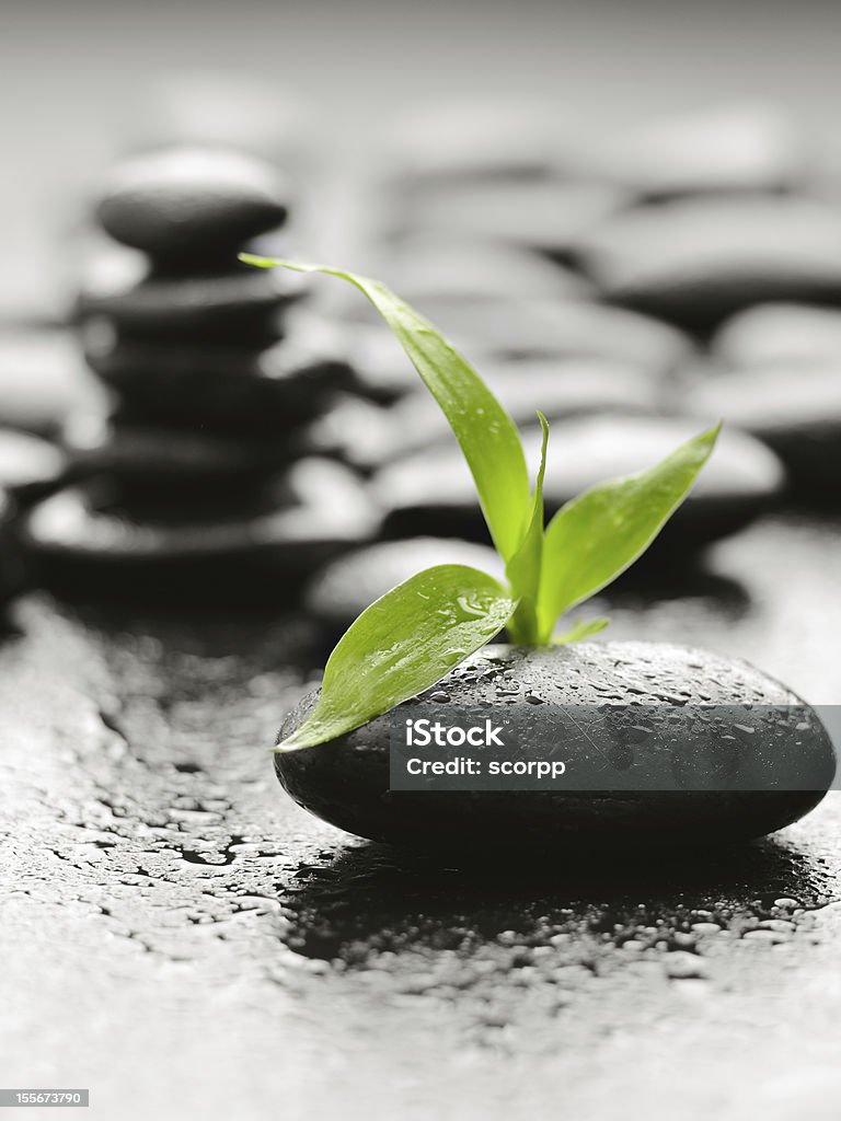 stones black basalt stones and plant.Others spa teme in this lightbox http://www.istockphoto.com/file_search.php?action=file&lightboxID=7989999 Alternative Medicine Stock Photo