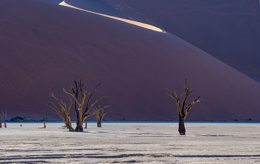 Panoramic Image of Deadvlei Claypan in Early Morning Light in Namibia Africa