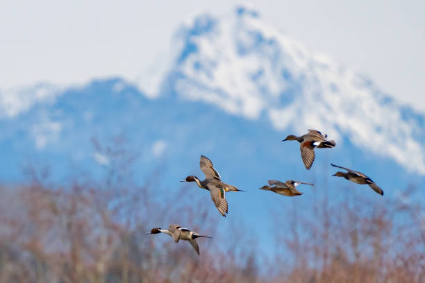 istock Northern Pintail and Gadwall Ducks in Flight With Cascade Mountain Backdrop in Early Winter Morning  Light 1556739074