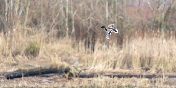 Male Mallard Duck in Flight in Early Winter Morning Light Over Cattails